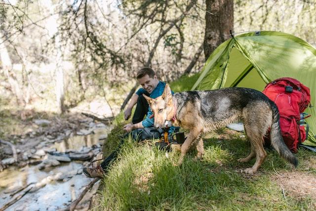 A man sat on a river bank next a a German Shepherd dog and a tent
